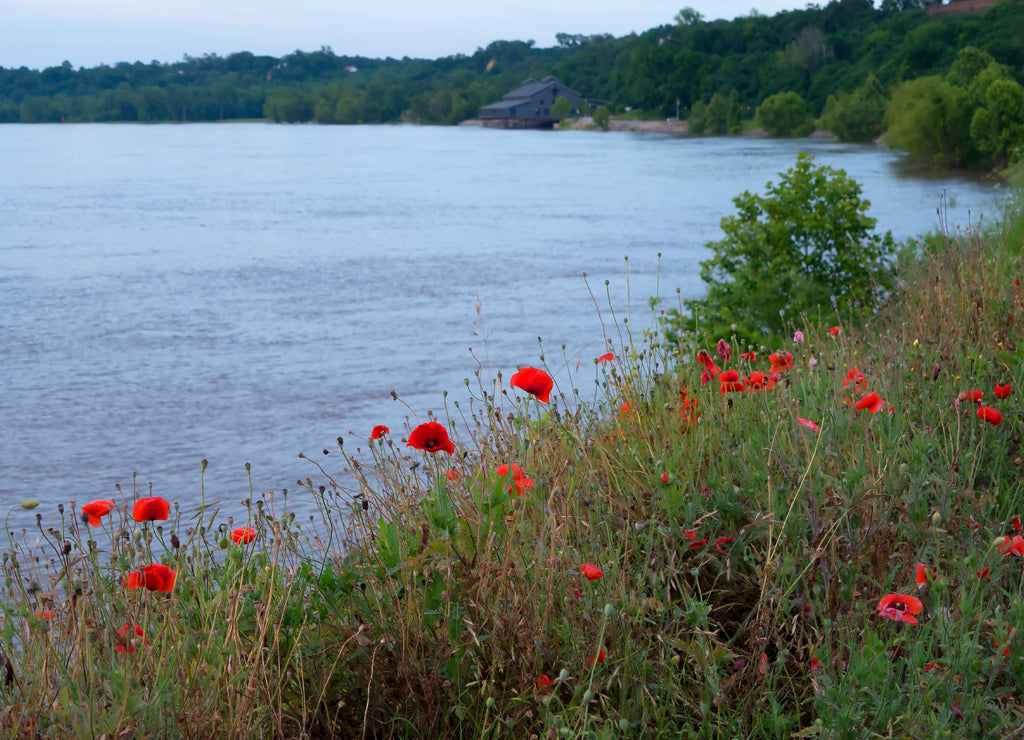 Wild Poppies on the banks of the Mighty Mississippi River in Natchez under the Hill in the USA