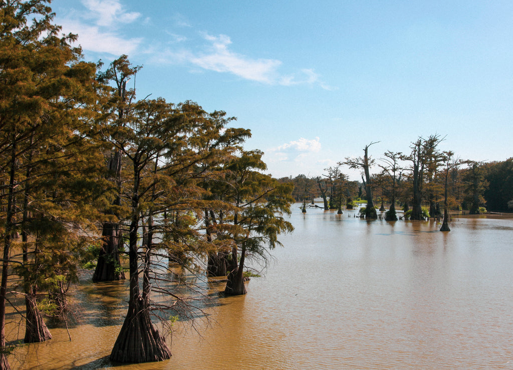 Yazoo City Mississippi Bald Cyrpress