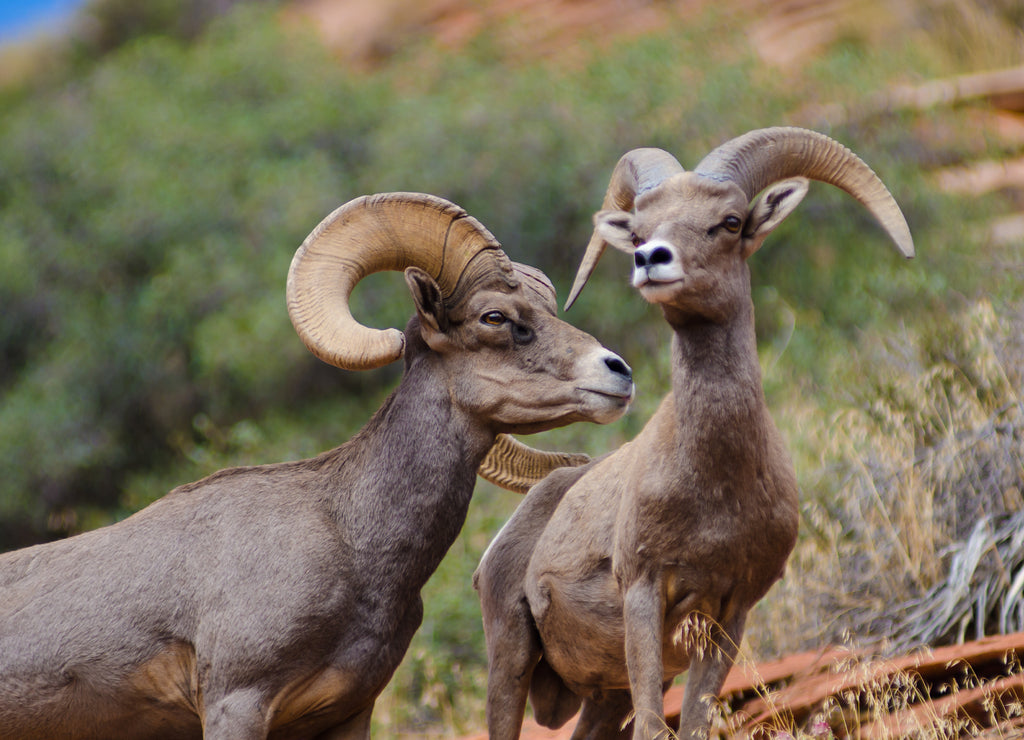 Bighorn sheep, Zion National Park, Utah