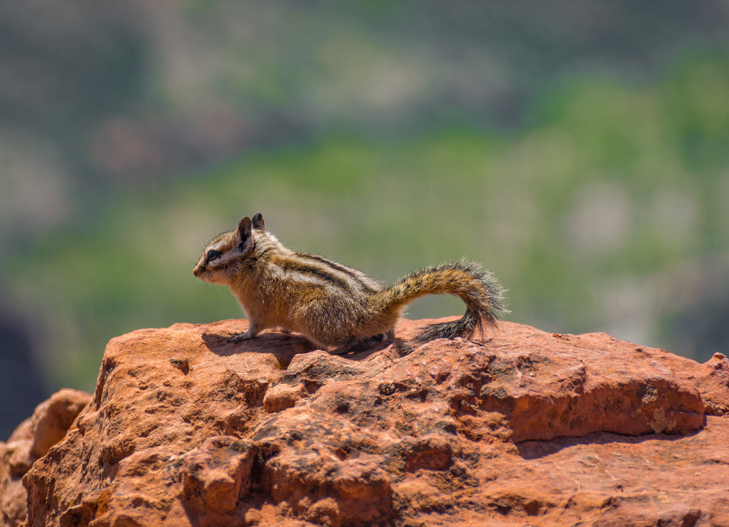 Zion National Park Squirrel Adventure, Utah