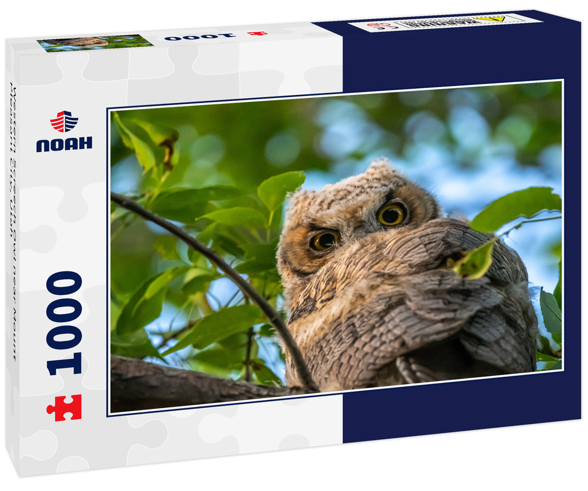 Western Screech Owl near Mount Pleasant City, Utah