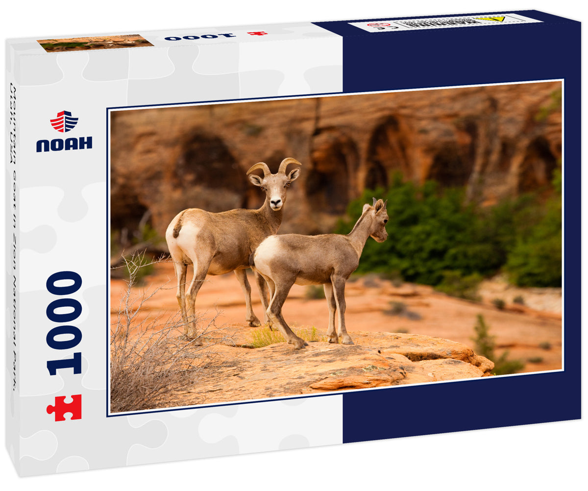 Mountain Goat in Zion National Park, Utah, USA