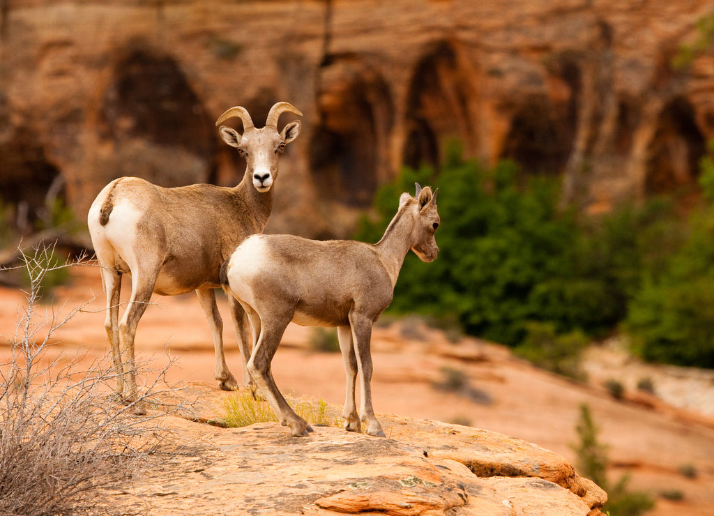 Mountain Goat in Zion National Park, Utah, USA