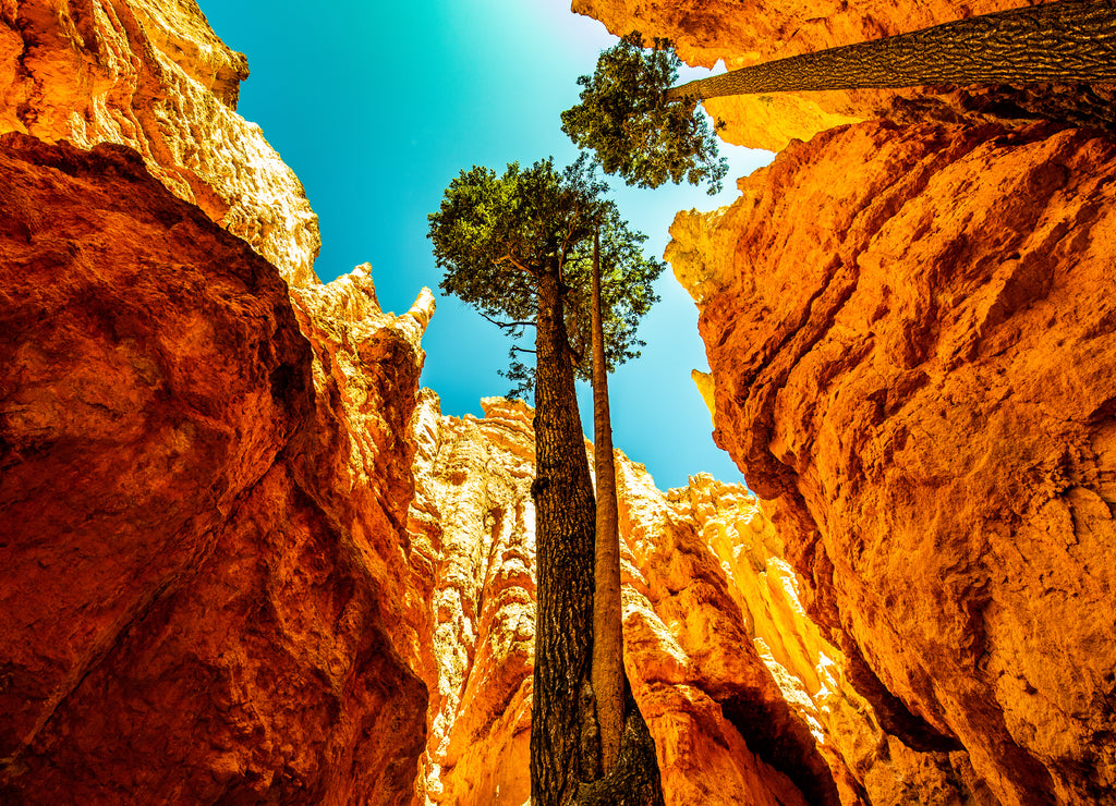 Huge Pine trees in Wall Street, Bryce Canyon National Park, Utah, USA, under blue sky