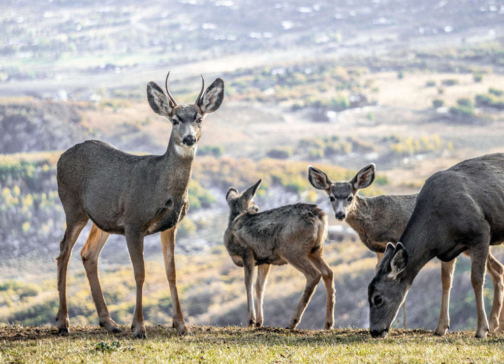 Deer Utah Mountains