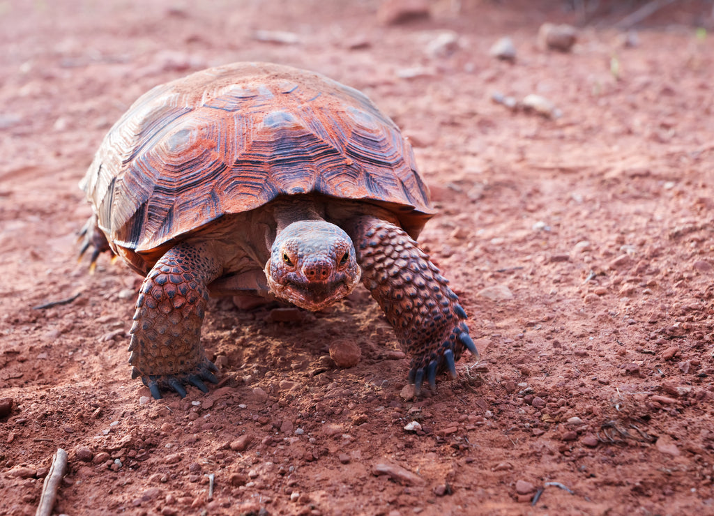 Sonoran Desert Tortoise (Gopherus morafkai) in Snow Canyon State Park, Utah, US. Threatened vulnerable species in Nature Red List