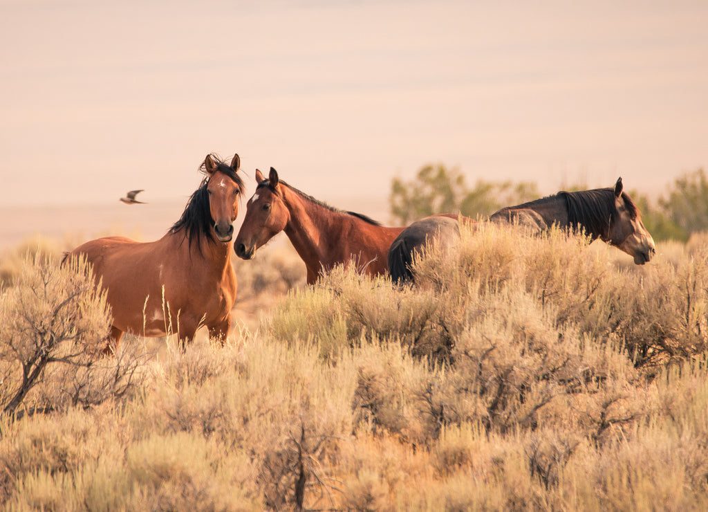 Three wild horses in the vast Utah desert in the western United States