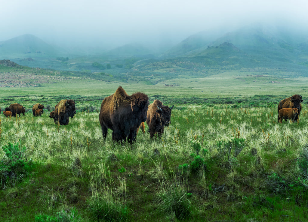 Bison grazing in the misty grassy field in Antelope Island State Park, near Salt Lake City, Utah, USA