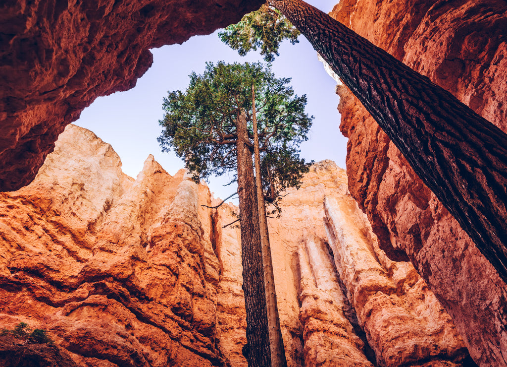 Bryce Canyon, Utah, USA. Single trees