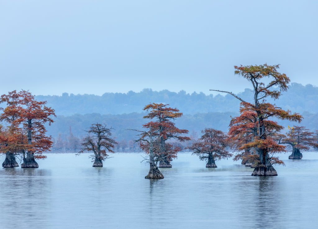 Autumn view of Bald Cypress trees, Reelfoot Lake State Park, Tennessee