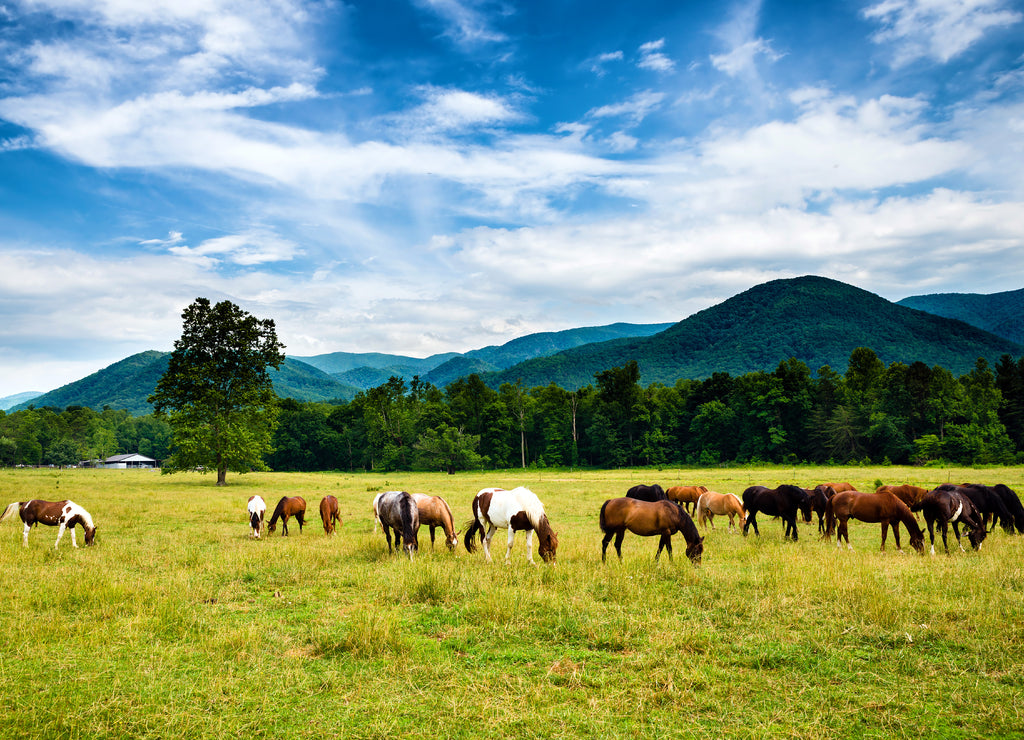 Herd of horses graze before smoky mountains in Tennessee at Cade