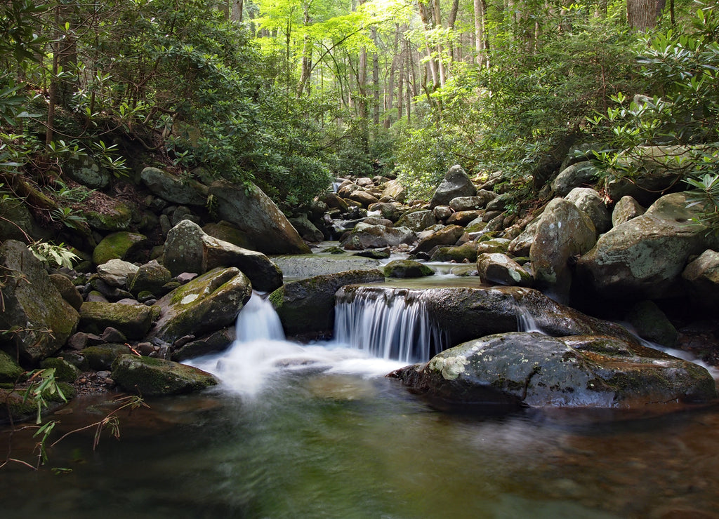 Trailside creek in the Great Smoky Mountains National Park, Tennessee, in early summer