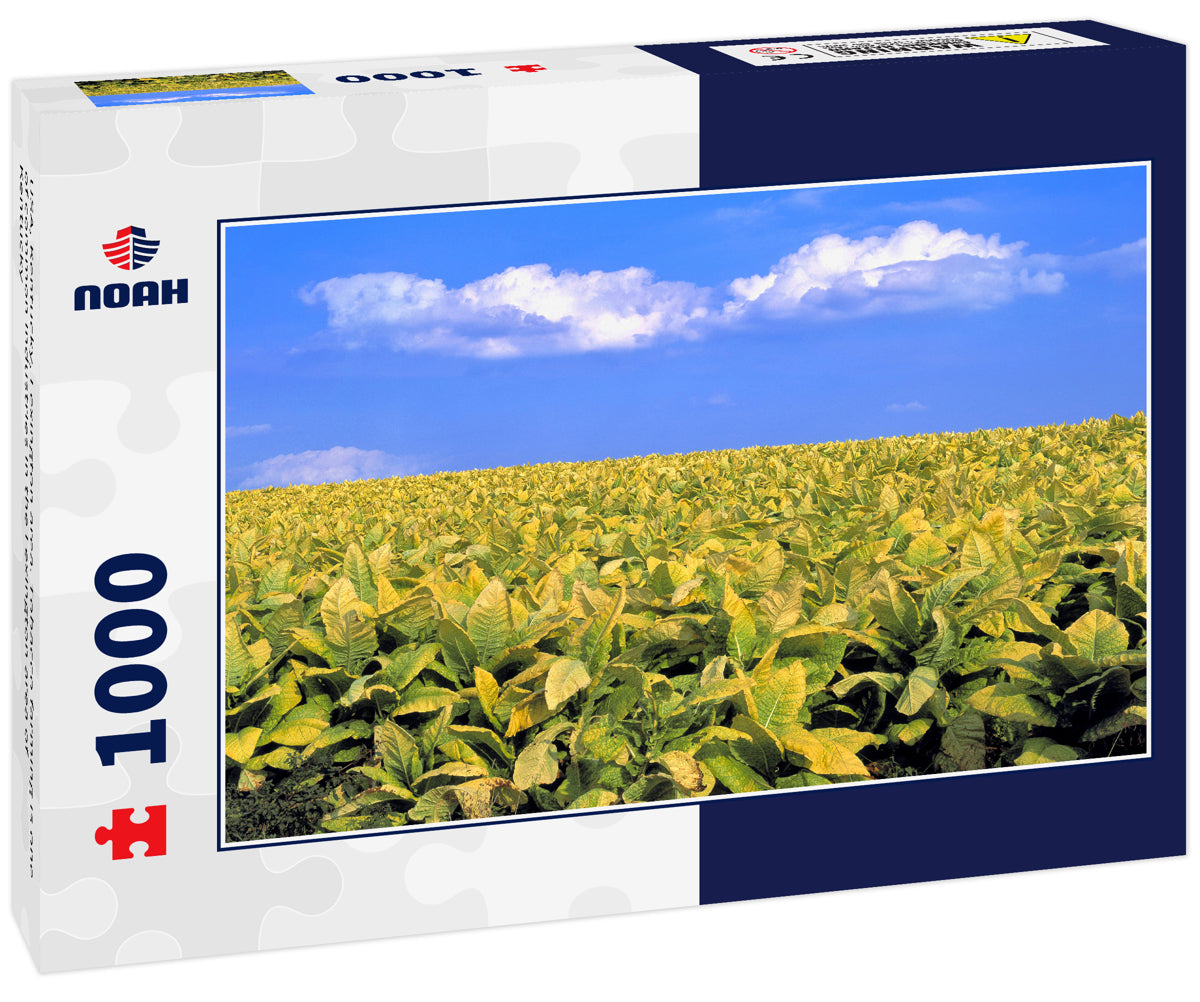 USA, Kentucky, Lexington area. Tobacco farming is one of common industries in the Lexington area of Kentucky