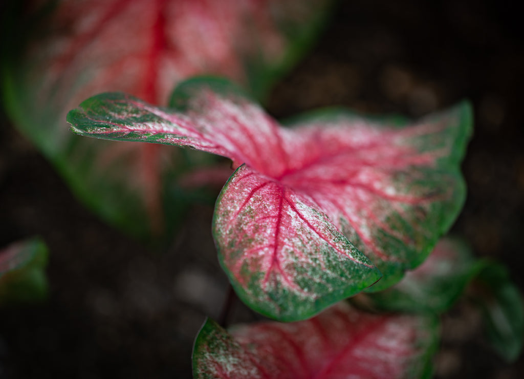 Pink and green leaf in focus with several alike blurred in the background in Arboretum Botanical Garden in Lexington, Kentucky