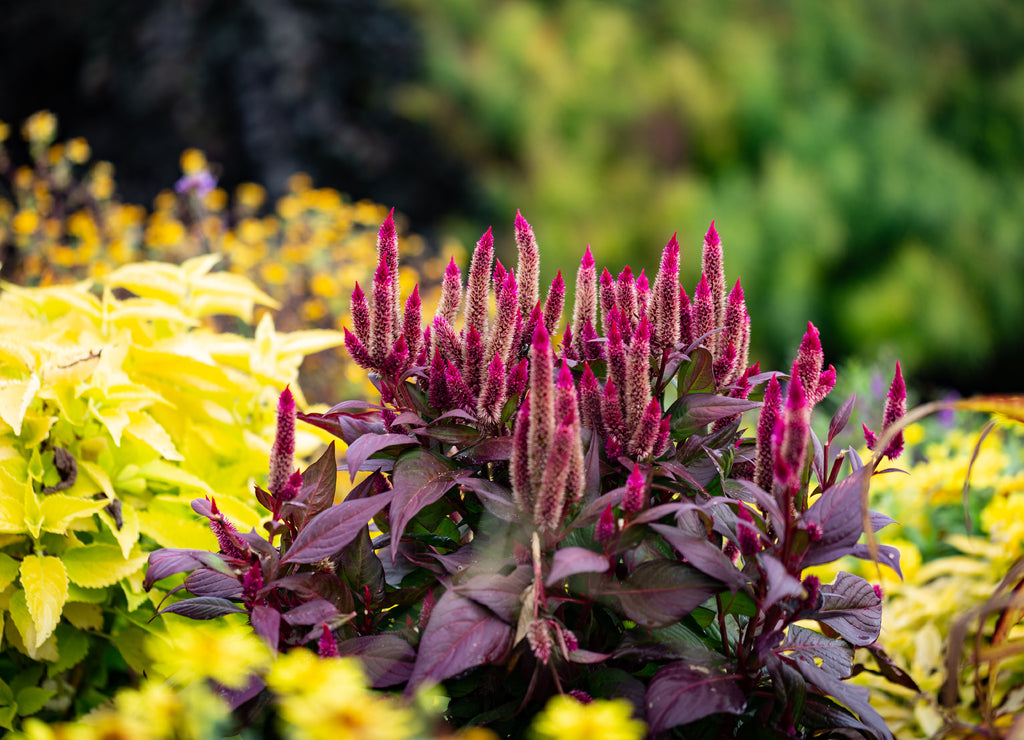 Magenta spikes of a plant above patch of yellow flower leaves in the Arboretum Botanical Garden in Lexington, Kentucky