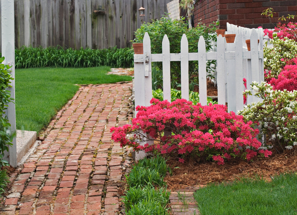 Brick sidewalk, picket fence, and azaleas, Audubon Park neighborhood, Louisville, Kentucky