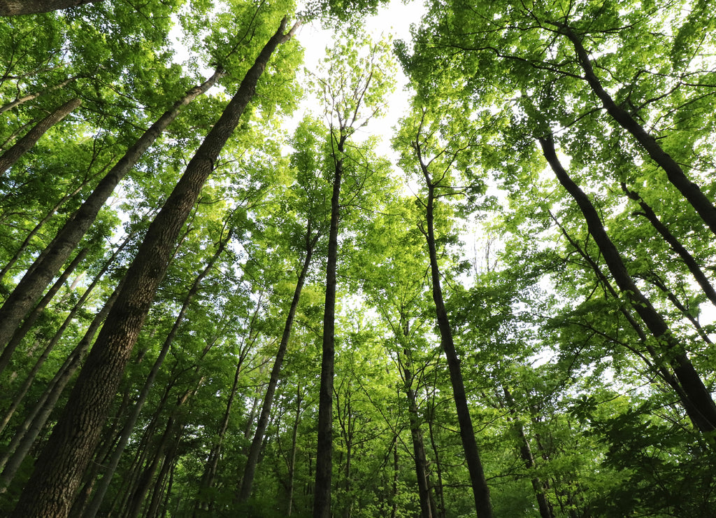 Low angle view of Cummins Nature Preserve in Maysville, Kentucky