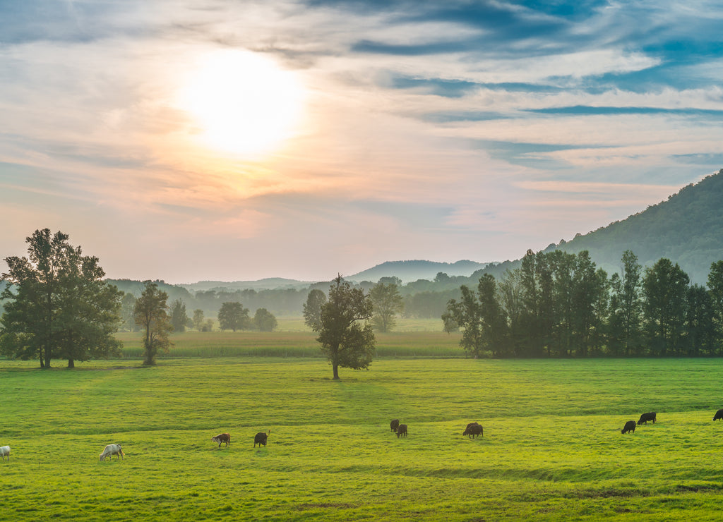 Sunset with Grazing Cows Powell County, Kentucky