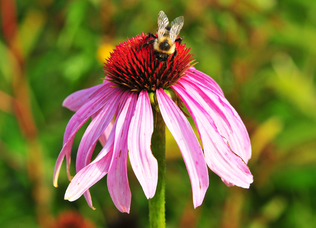 Bee on Flower in Morganfield Kentucky