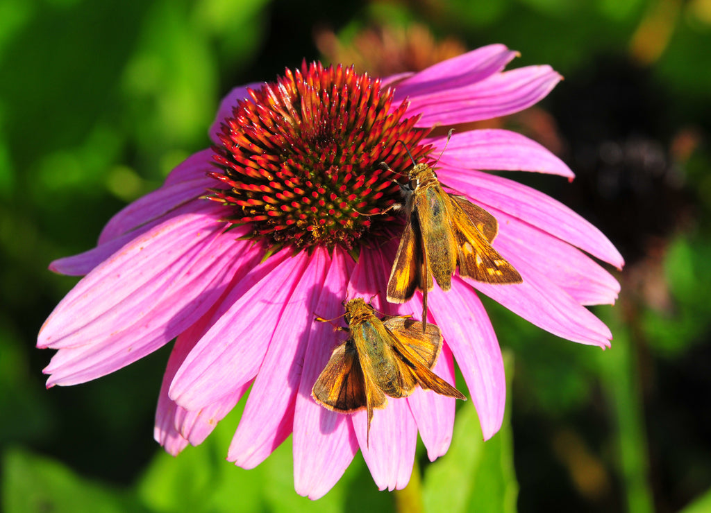 Bugs and Flowers in Morganfield Kentucky