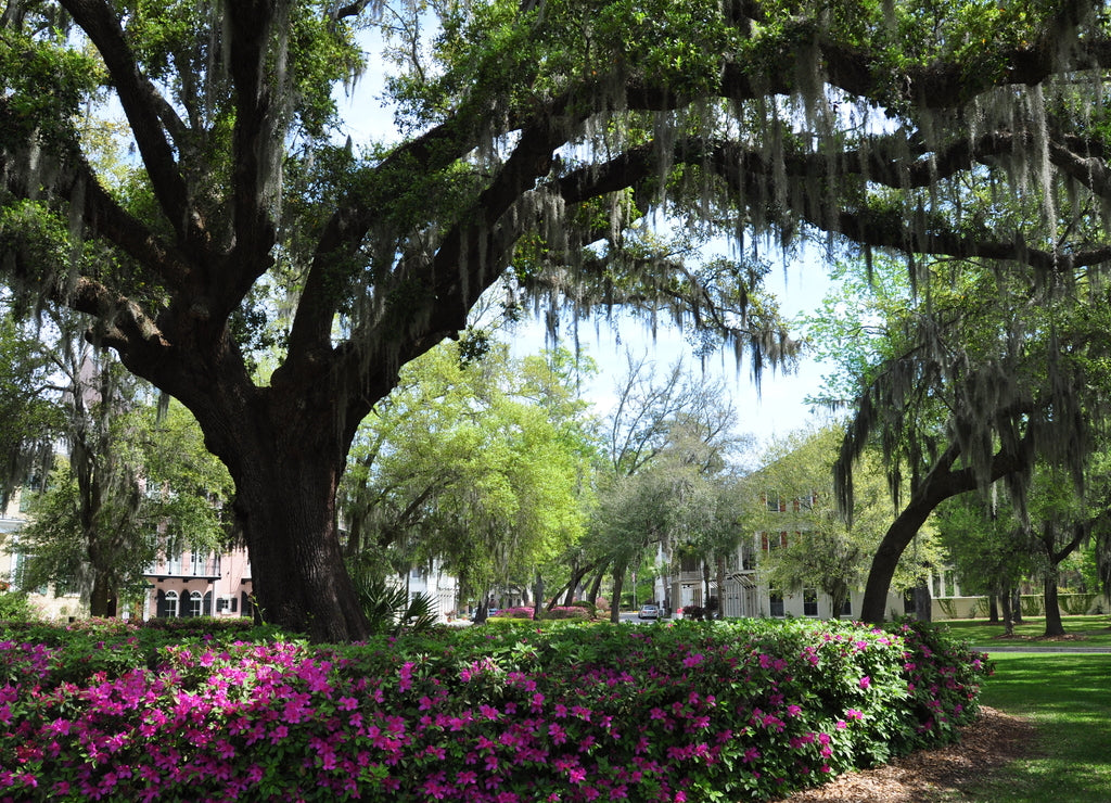 Habersham Community in Beaufort South Carolina