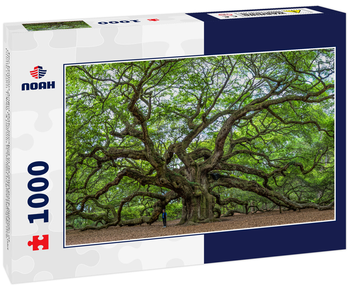 The famous Angel Oak, located in its own park outside of Charleston, South Carolina. The tree is at least 400 years old (some claim 1,500). A person is shown to give perspective