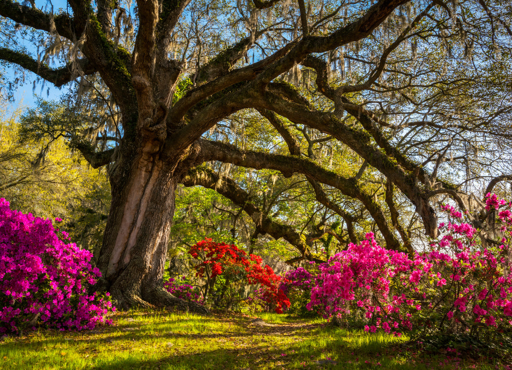 Spring Flowers Bloom at Charleston South Carolina Plantation
