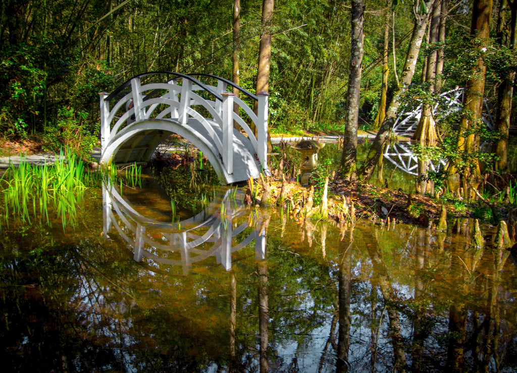 White wooden footbridge over a blackwater swamp at Magnolia Plantation in the low country of Charleston, South Carolina