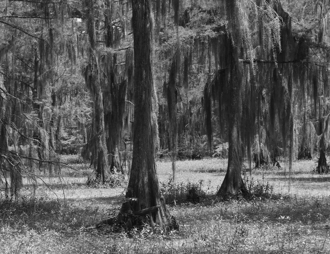 Noah Jigsaw Puzzle Aerial view of The Strand in Dana Point, California in Orange County on a sunny day in black white 1000 pieces
