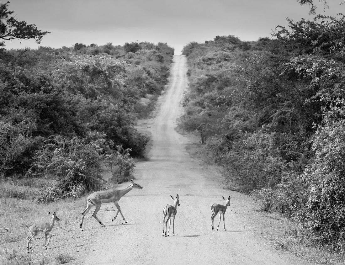 Noah Jigsaw Puzzle Cordoba, Spain at the Mosque-Cathedral and Roman Bridge in black white 1000 pieces