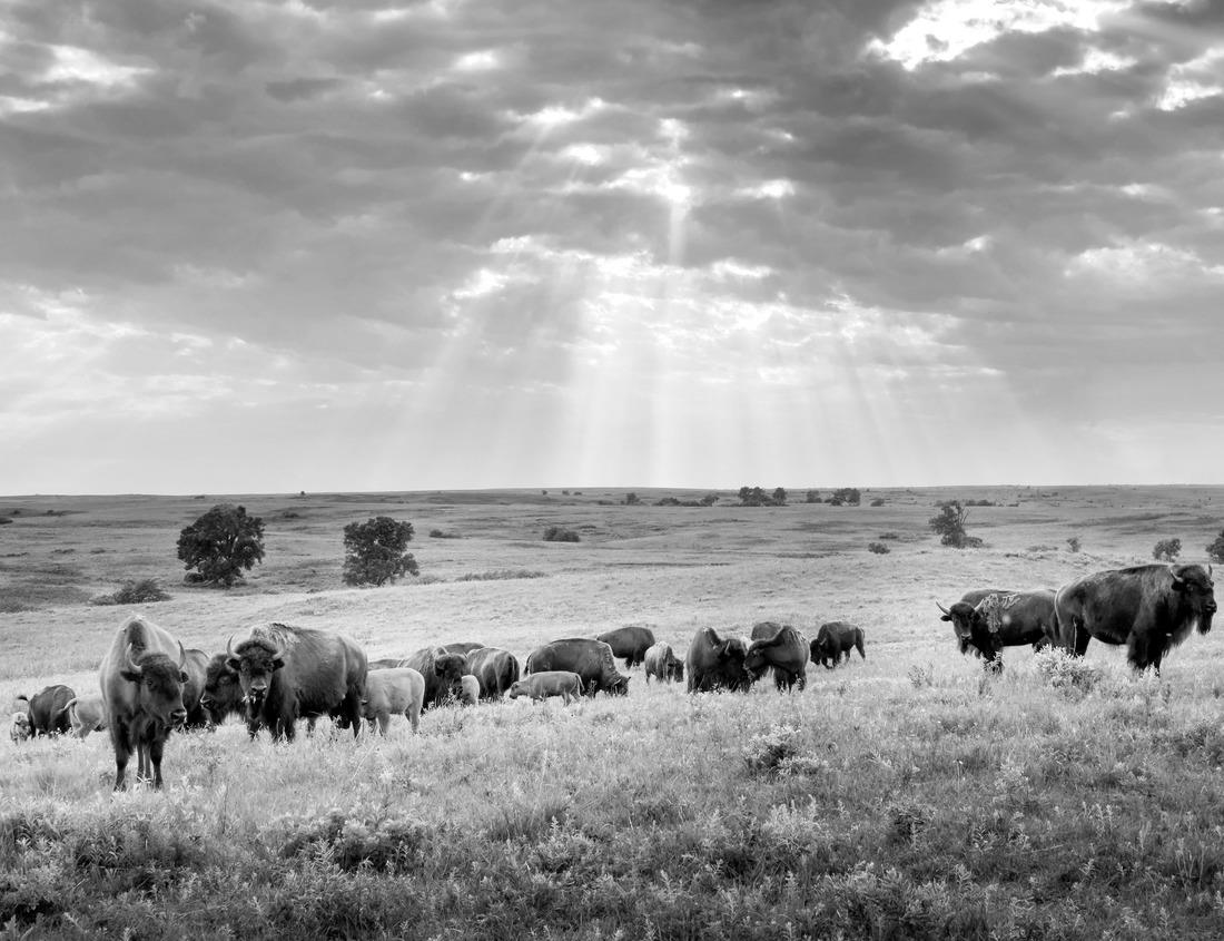 Noah Jigsaw Puzzle Hammamet Medina streets with blue walls. Tunis, north Africa in black white 1000 pieces