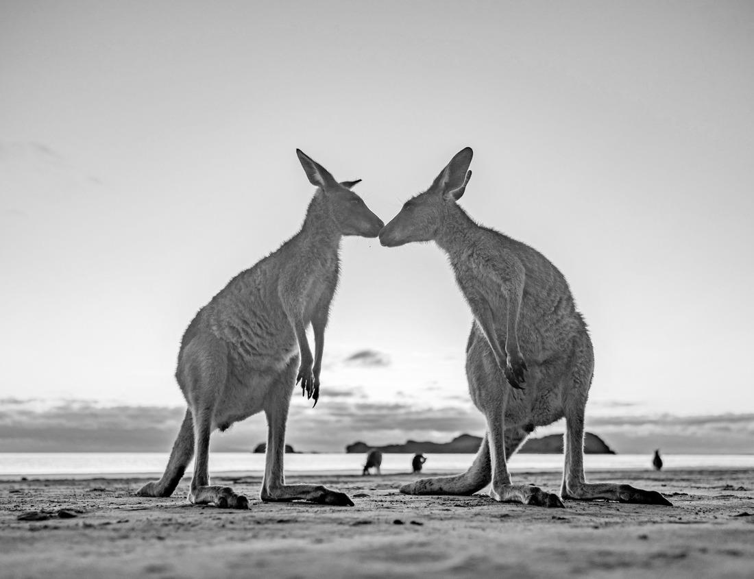 Noah Jigsaw Puzzle Full moon rising over High Peaks. Pinnacles National Park, California, USA in black white 1000 pieces