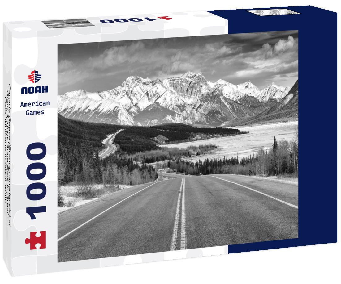 Noah Jigsaw Puzzle Canada Geese (Branta canadensis) at Giant Springs State Park in Great Falls, Montana in black white 1000 pieces