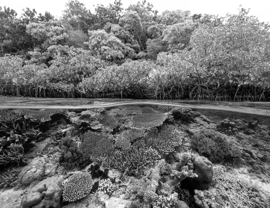 Noah Jigsaw Puzzle Indianapolis, Indiana, USA downtown cityscape on the White River at dusk in black white 1000 pieces