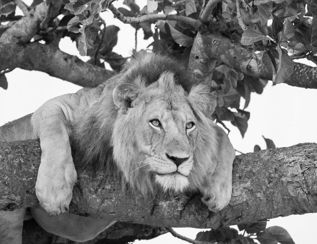 Noah Jigsaw Puzzle A blue evening on the ferry near Pier 55 in Seattle, WA in black white 1000 pieces