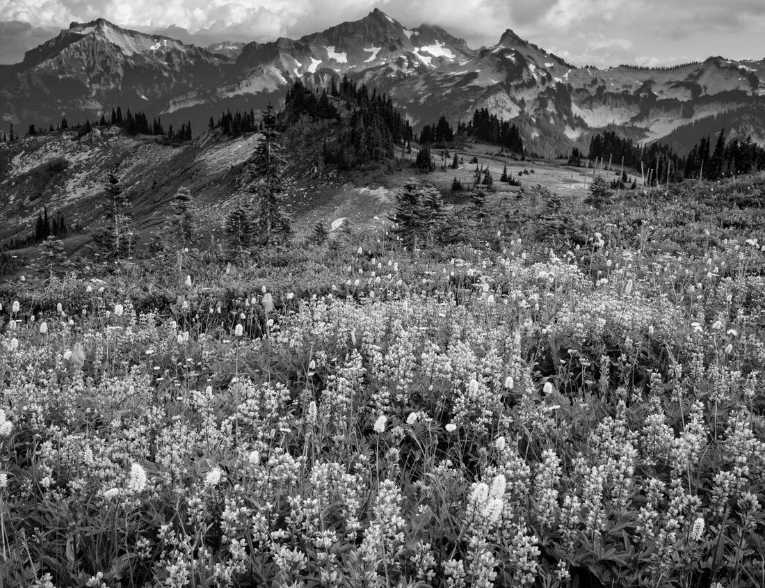 Noah Jigsaw Puzzle Hammamet Medina streets with blue walls. Tunis, North Africa in black white 1000 pieces