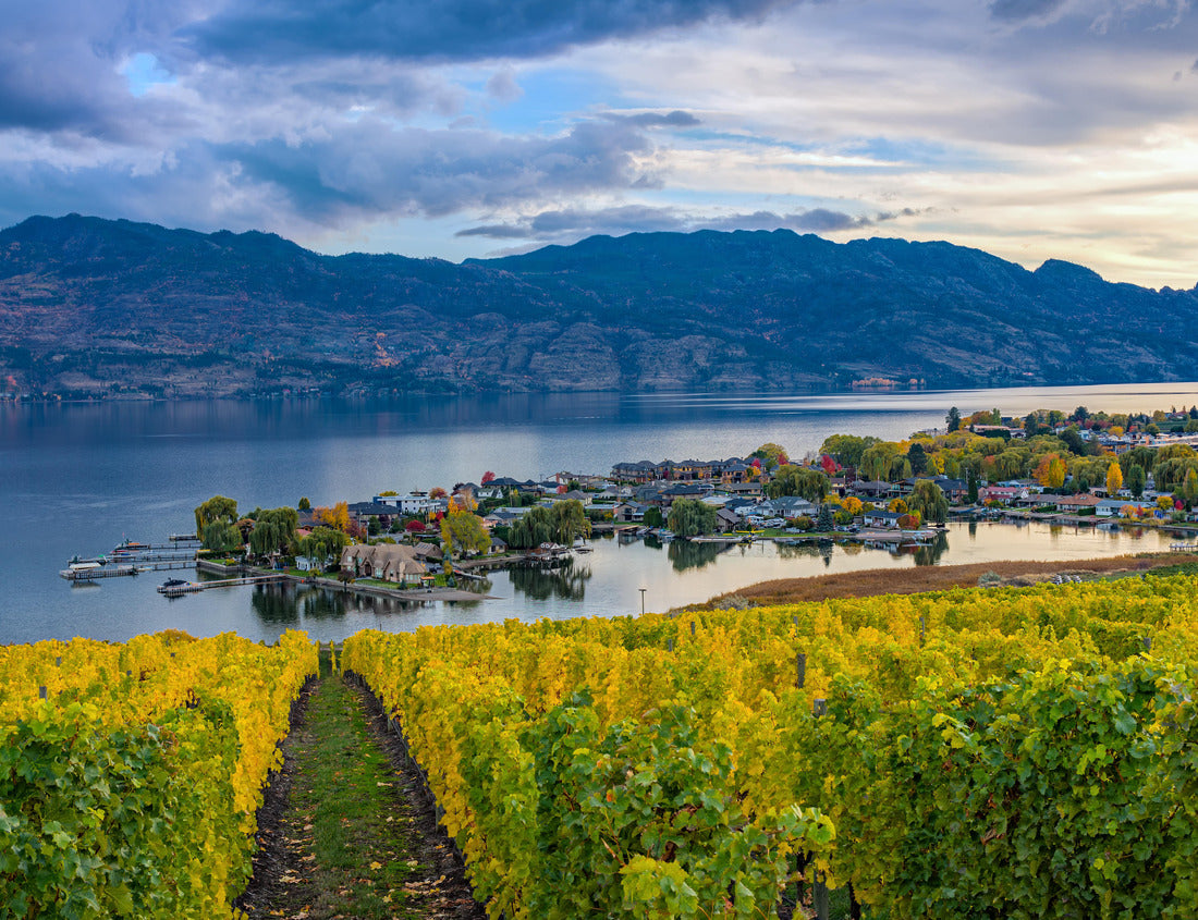 Noah Jigsaw Puzzle Vineyard overlooking a subdivision and Okanagan Lake in Kelowna, British Columbia, Canada in autumn. in black white 1000 pieces