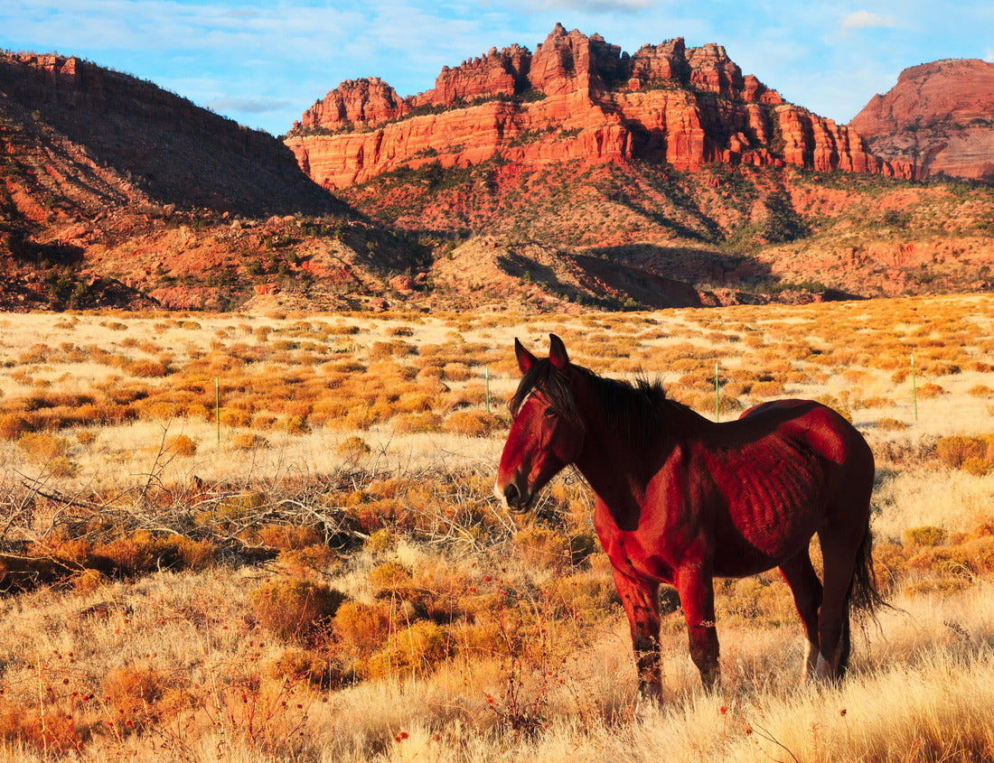 Noah Jigsaw Puzzle Horse in Zion National Park 1000 pieces