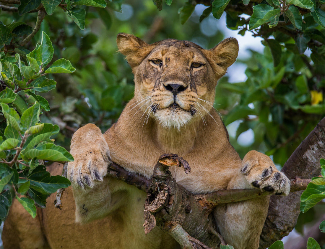 Noah Jigsaw Puzzle Lioness lying on a large tree. Close-up. Uganda. East Africa 1000 pieces