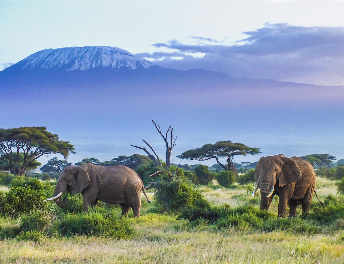 Noah Jigsaw Puzzle Elephants and Kilimanjaro 1000 pieces