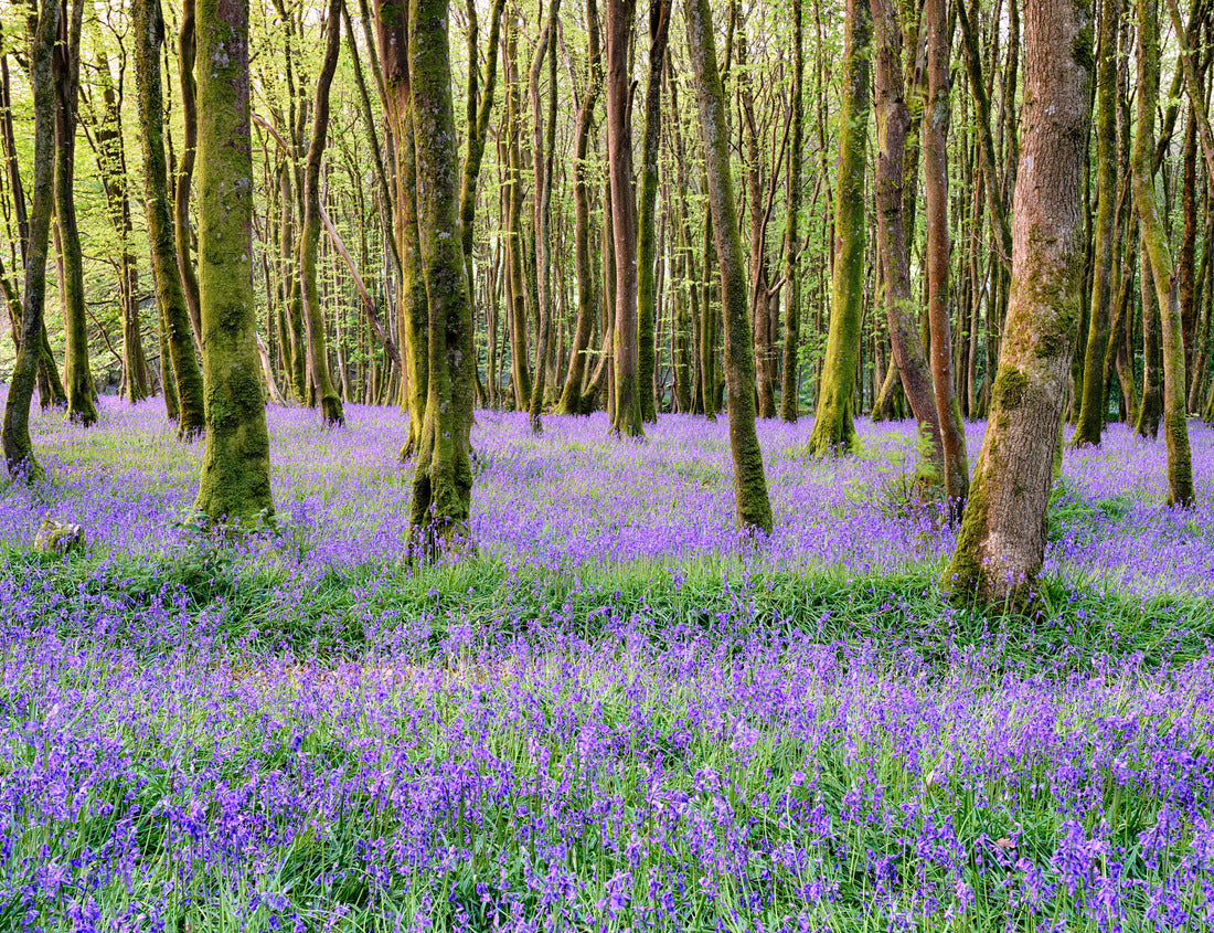 Noah Jigsaw Puzzle Bluebell woods in Camborne in the countryside of Cornwall 1000 pieces
