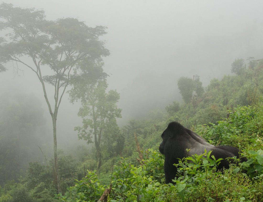 Noah Jigsaw Puzzle Gorilla in the Mist 1000 pieces