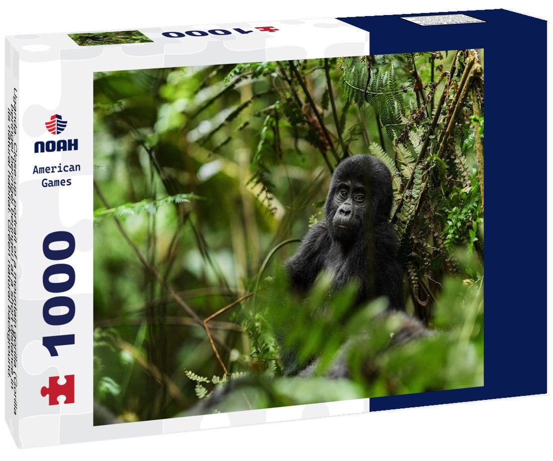 Noah Jigsaw Puzzle Uganda. Close-up portrait of a mountain gorilla (Gorilla beringei beringei beringei) at a short distance in its natural habitat. Green natural background. National Park forest. Uganda. Africa 1000 pieces