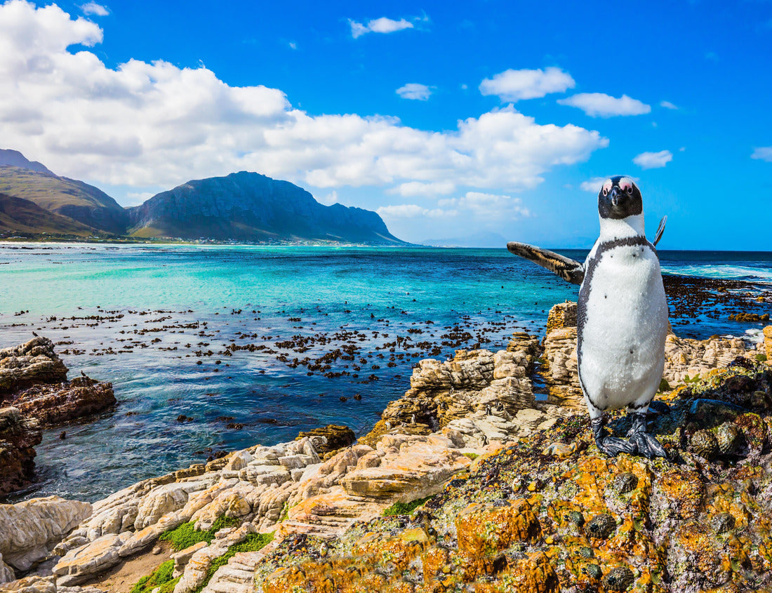 Noah Jigsaw Puzzle Fanny African penguin on the beach. Boulders Penguin Colony National Park, South Africa 1000 pieces