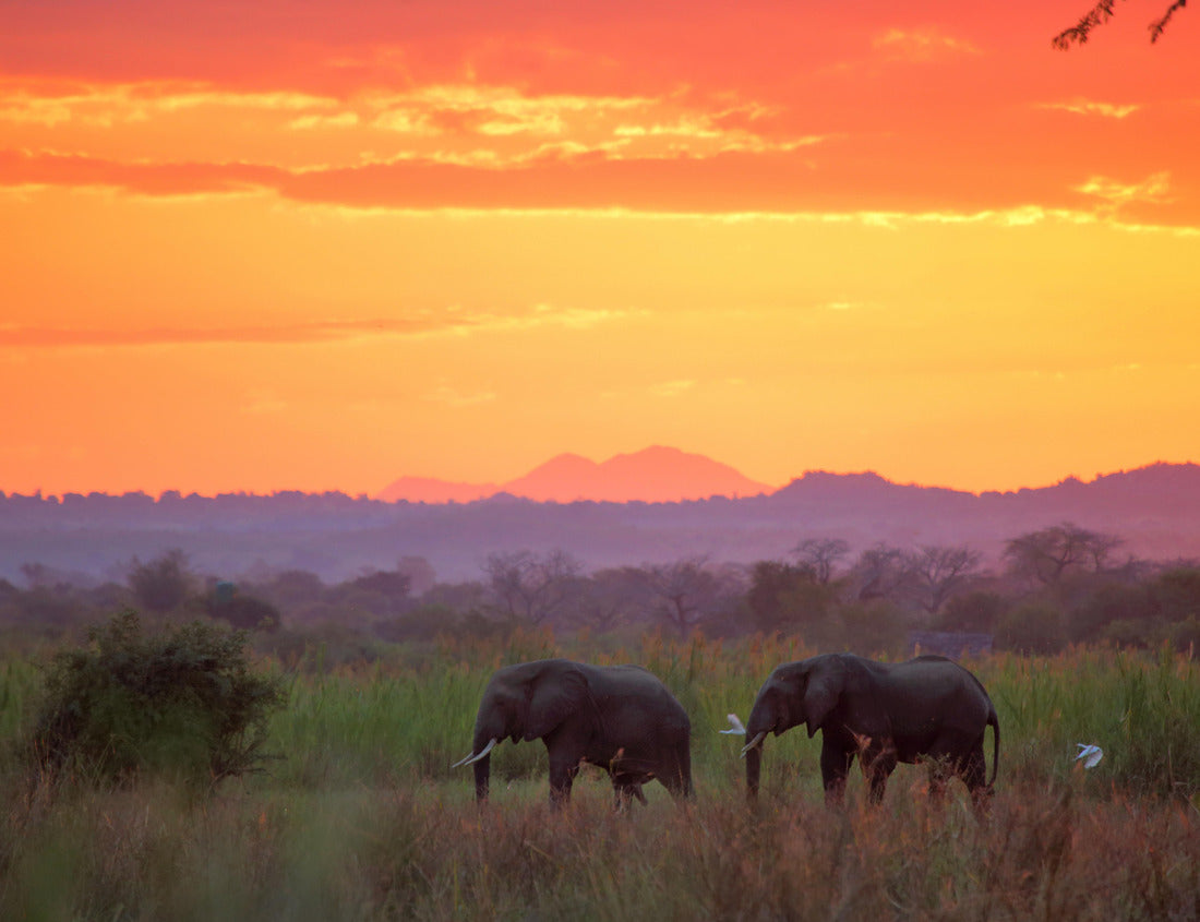 Noah Jigsaw Puzzle Elephants at sunset in Liwonde National Park. Malawi 1000 pieces