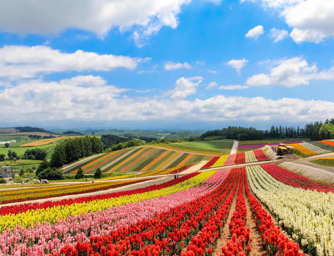 Noah Jigsaw Puzzle Colorful flower field on sundae, Biei, Hokkaido 1000 pieces