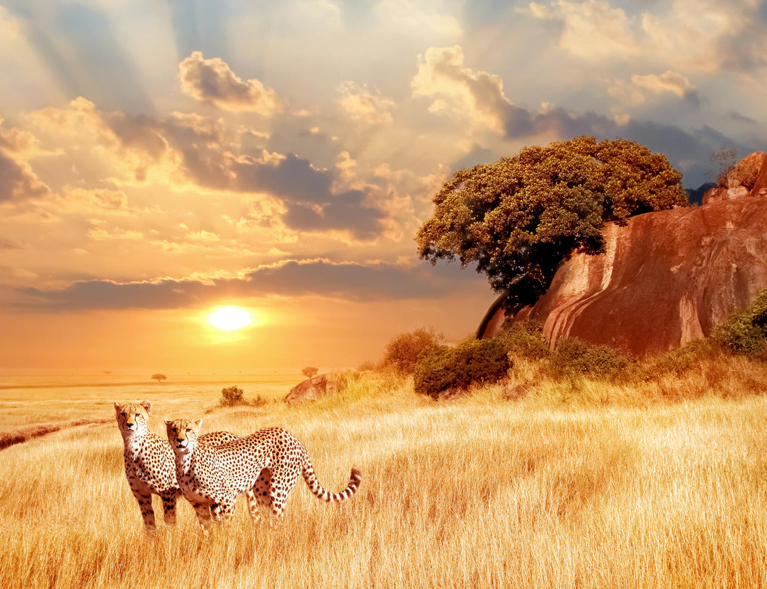 Noah Jigsaw Puzzle Cheetahs in the African savannah on a backdrop of a beautiful sunset. Serengeti National Park. Tanzania. Africa 1000 pieces