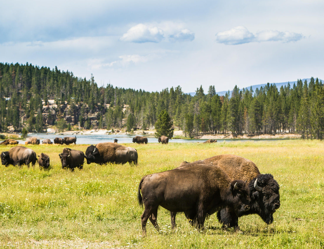 Noah Jigsaw Puzzle Bison (buffalo) at Yellowstone National Park, WY, USA 1000 pieces
