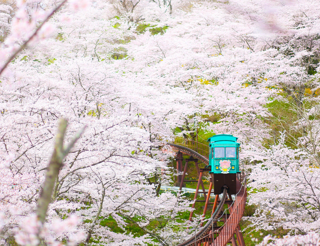 Noah Jigsaw Puzzle Monorail under sakura trees at Funaoka Castle ruin park, Miyagi prefecture, Japan 1000 pieces