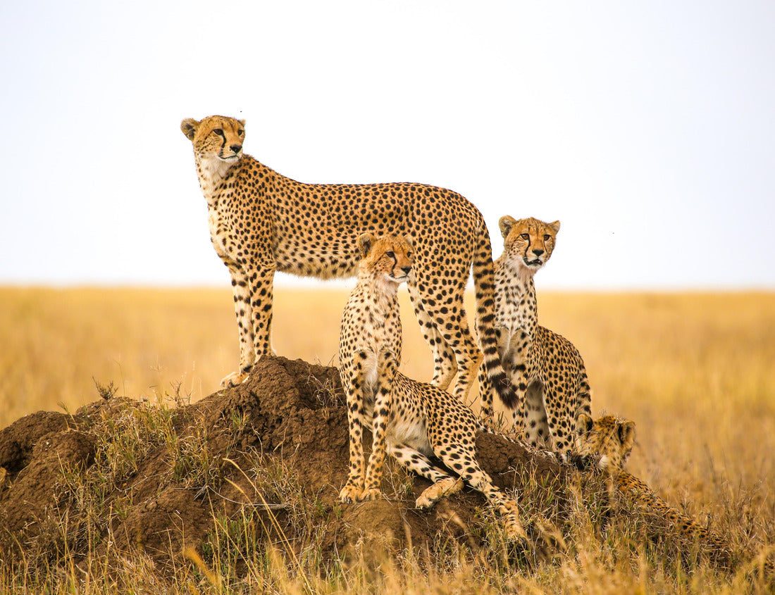 Noah Jigsaw Puzzle Cheetahs stalking prey in the Serengeti National Park, Tanzania 1000 pieces